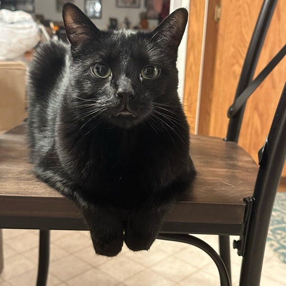 🐈🐈‍⬛ - Picture 8 of 16